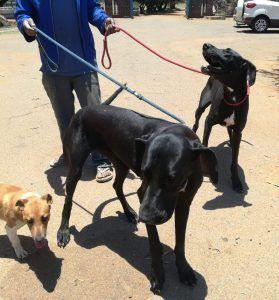 #TopCause: FORA (Friends of Rescued Animals)