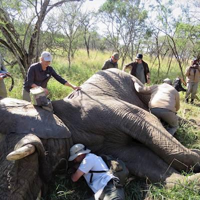 Elephant Work