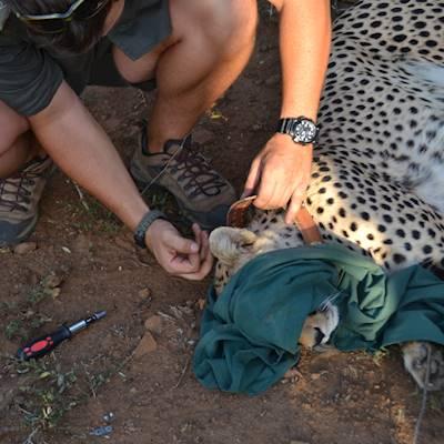 Cheetah Work