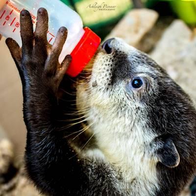 African Clawless Otter