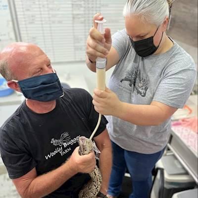 Tube feeding a Southern African Python
