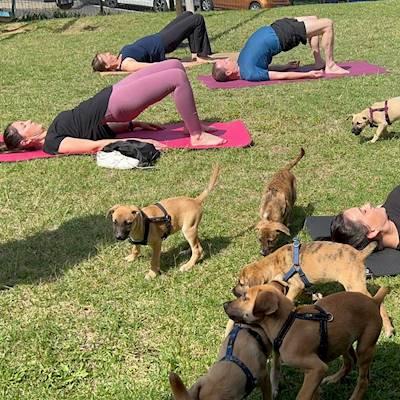 Yoga Day with the puppies