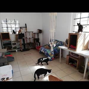 Cattery