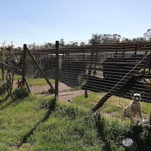 Back Grass Run kennels