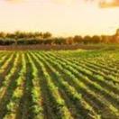 Help Feed The Khaltsha by donating equipment for the farm