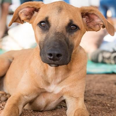 Our weekly outreach program sees no less than 100 dogs