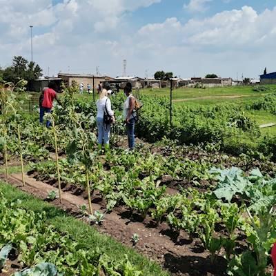 Food Gardens