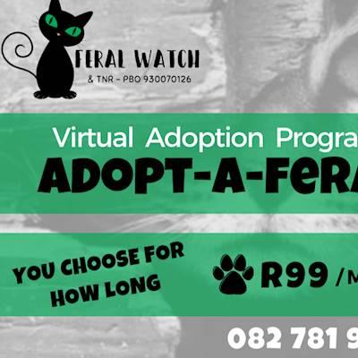 You can virtually adopt a cat or kitten in our care by donating R99 per month towards their care. Please contact me 0827819435 via whatsapp