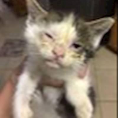 Sick and abandoned but saved and in our care