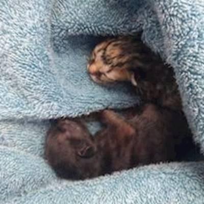 Feral Mommy died when hit by a car. Two babies left orphaned. Will be fostered and grow up to be strong and healthy kittens, hold thumbs