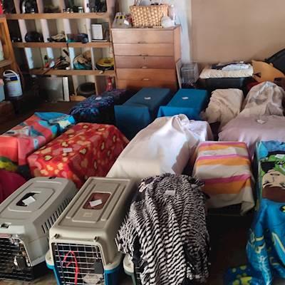 Spay day for feral cats