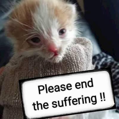 We need to educate and educate and educate that spaying can end their suffering.