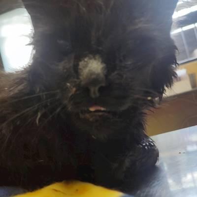 Injured by dog attacks