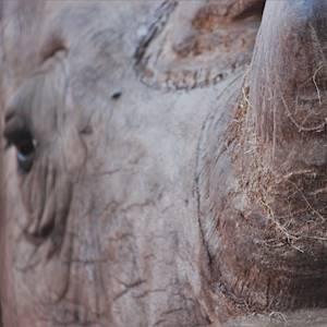Close up of Shinke