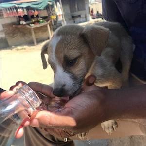 The mobile unit emergency response team hydrating a thirsty street pup in the scorching October heat.