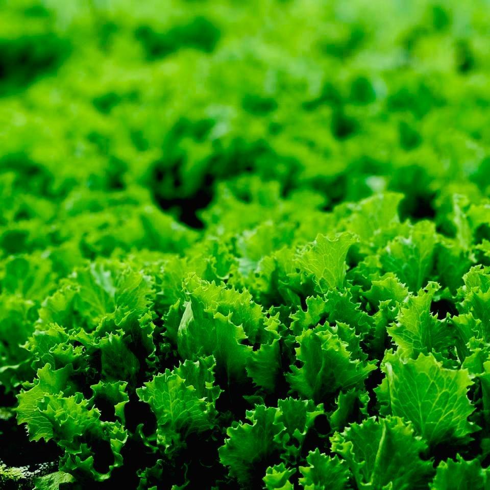 Seedlings