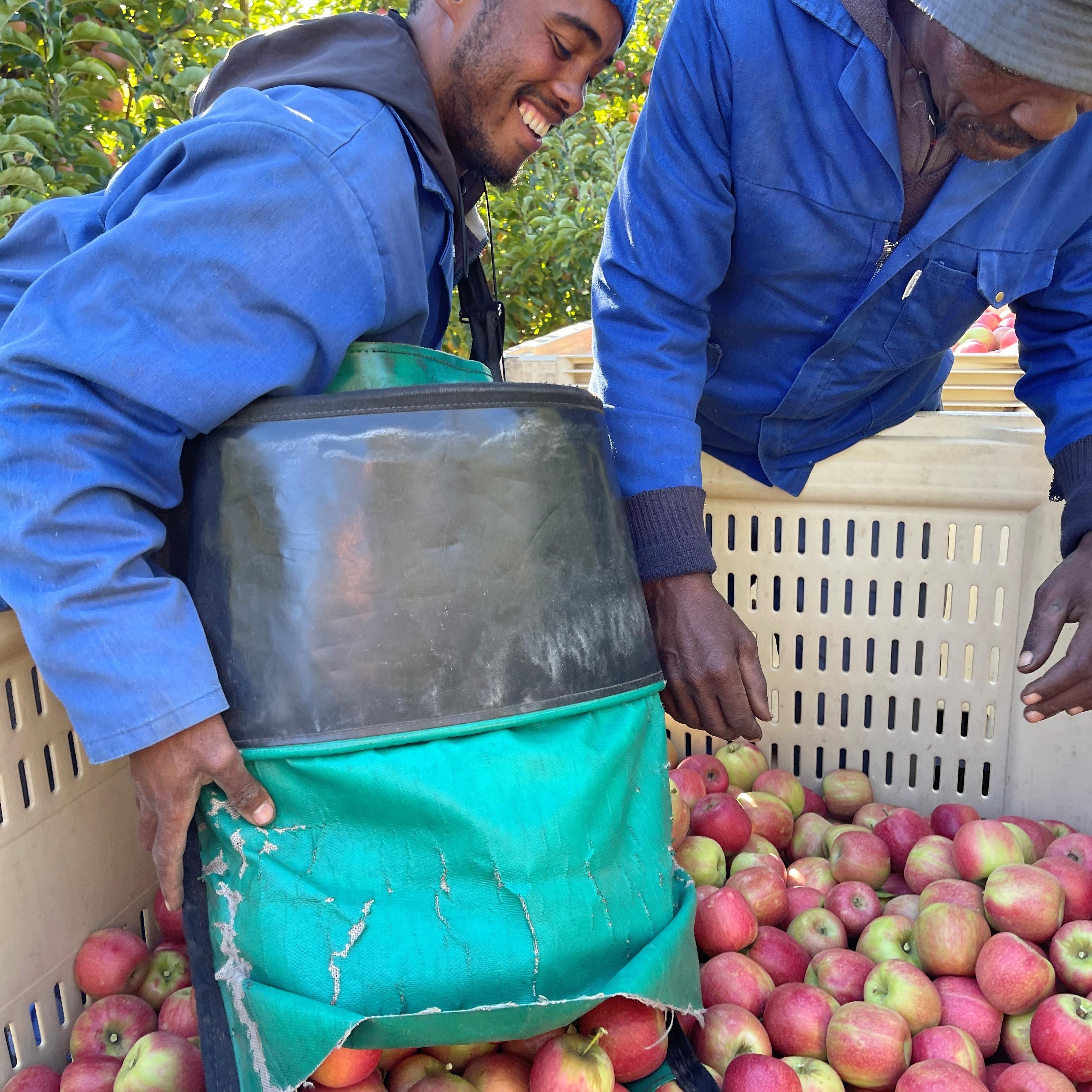 Surplus apples being harvested for donation to OneFarm Share.