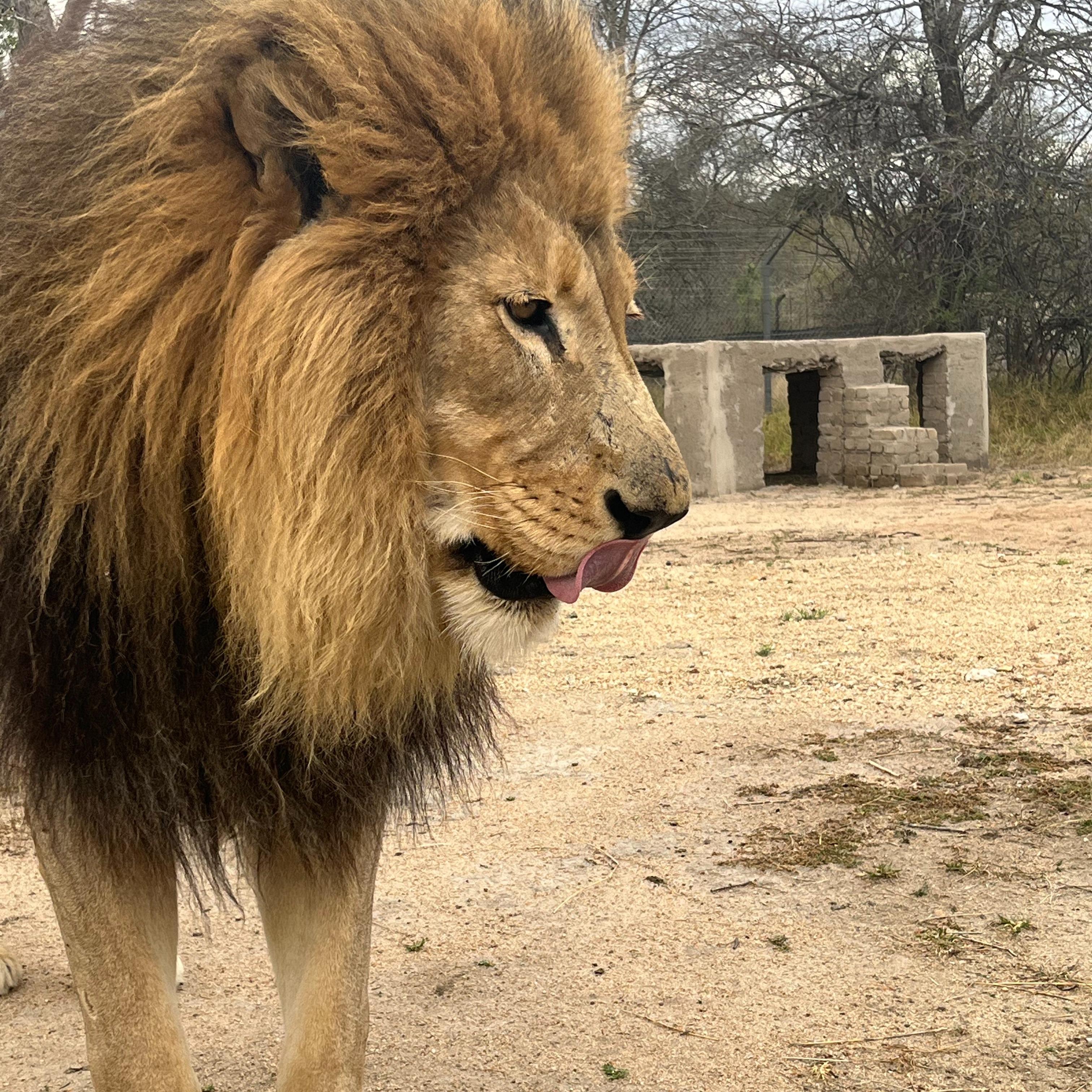 In Loving Memory of Dumas – A Lion, a Legend, and a True Ambassador