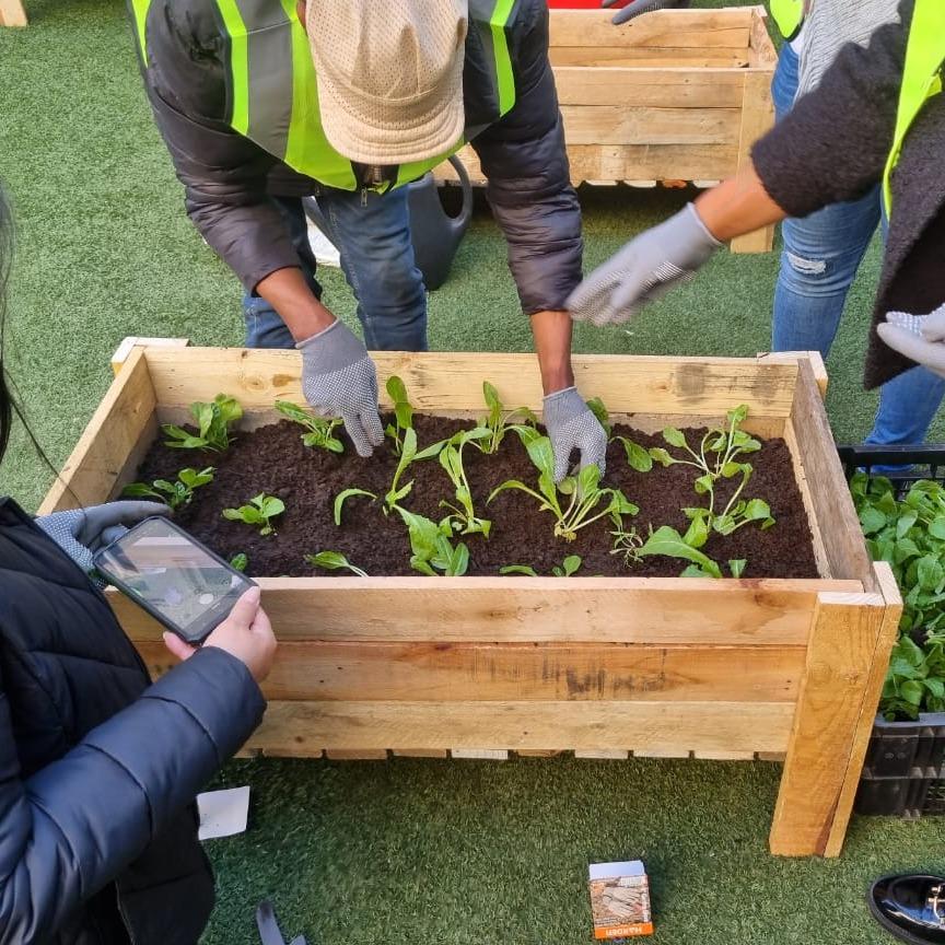 Vegetable planter box