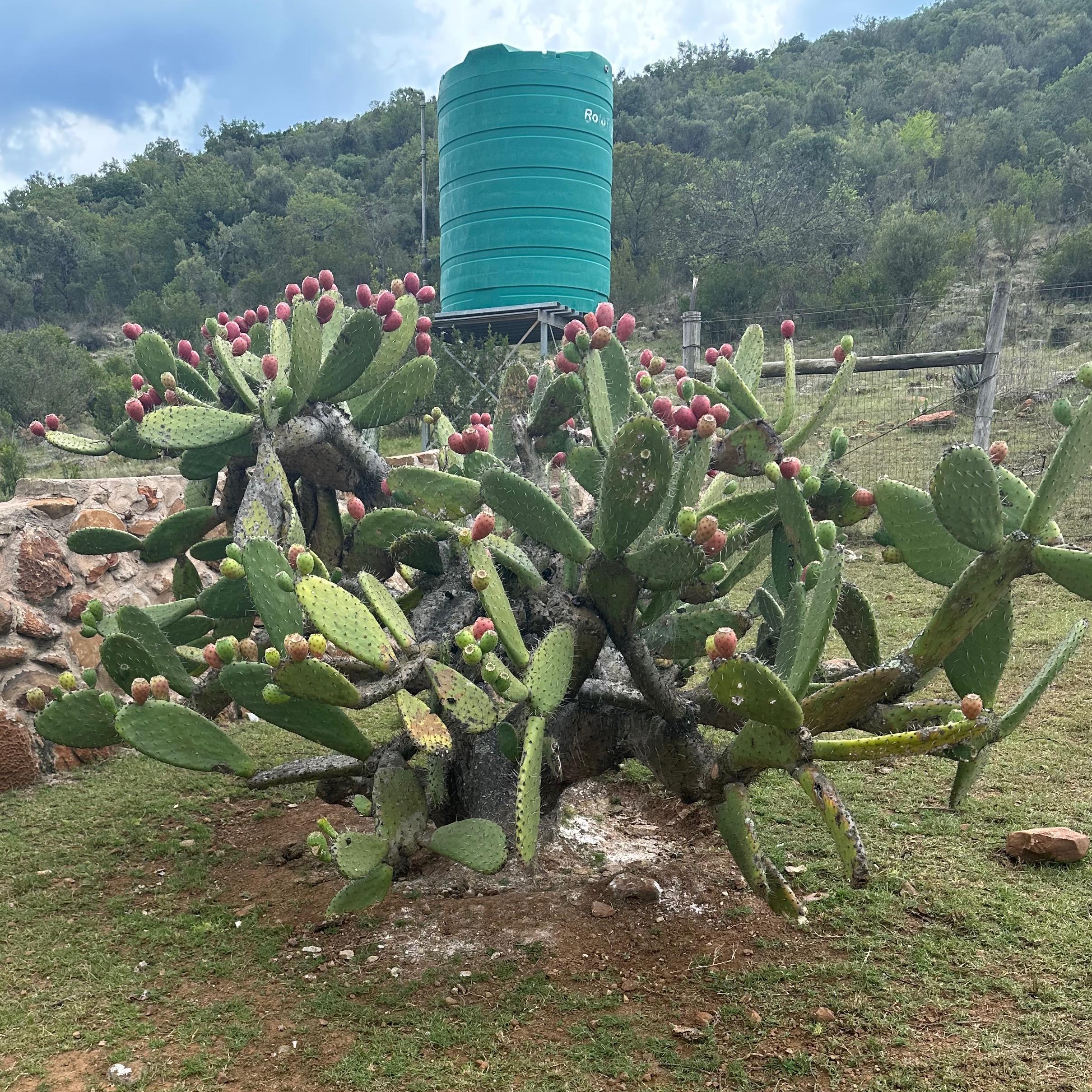 Prickly Pear produced on the farm