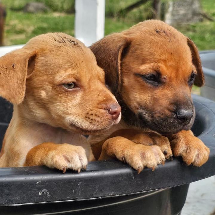 We fight till we Die