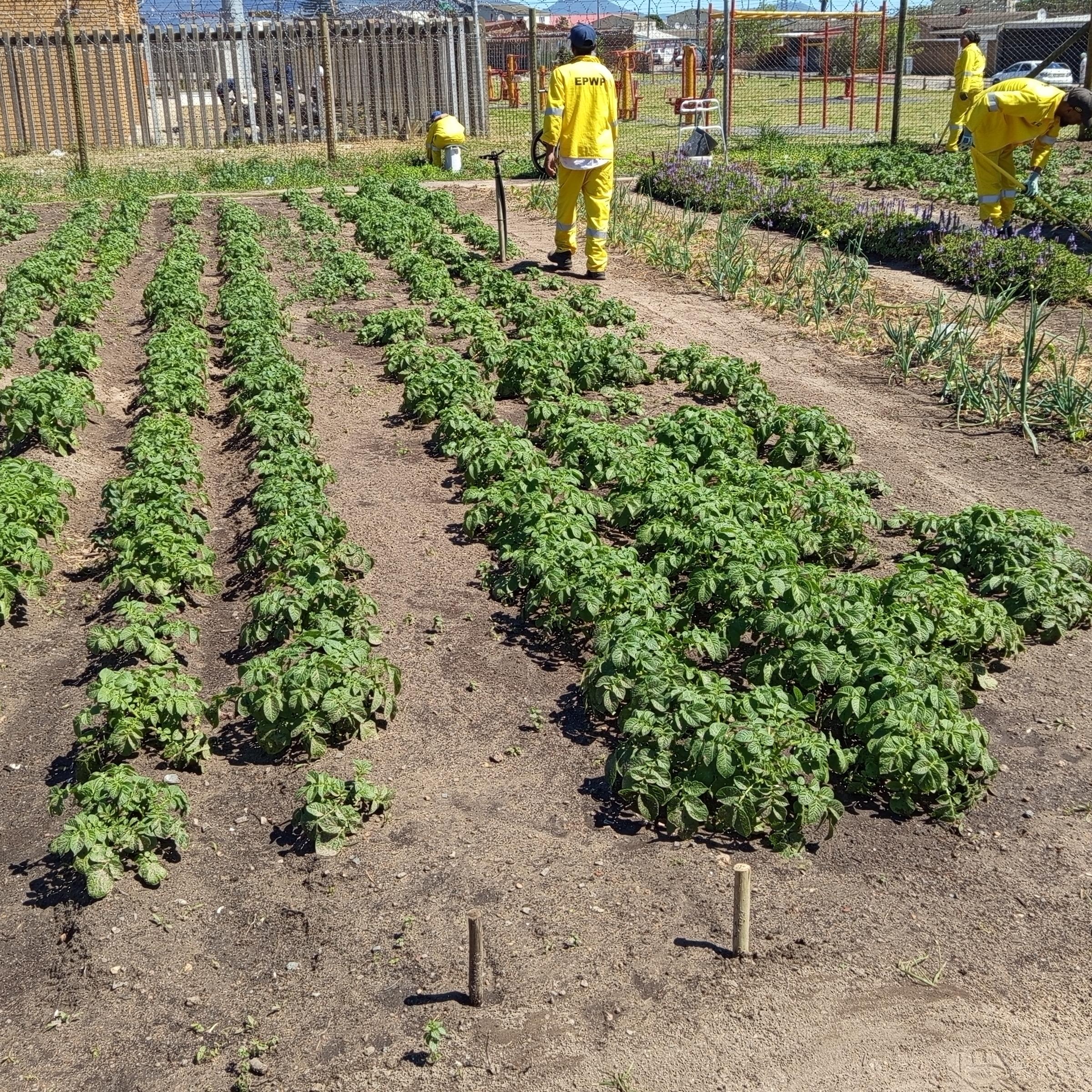 Our EPWP workers doing the most in our community garden