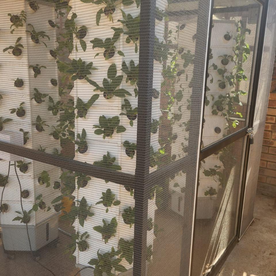 Our Aeroponic tower with some vegetables for the kitchen