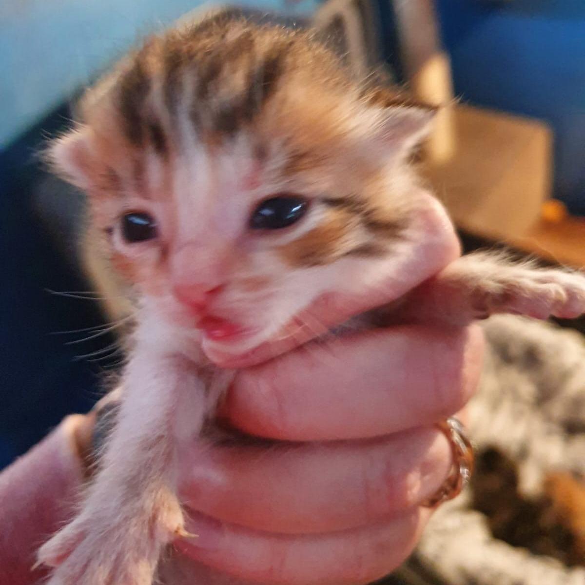 New Babies