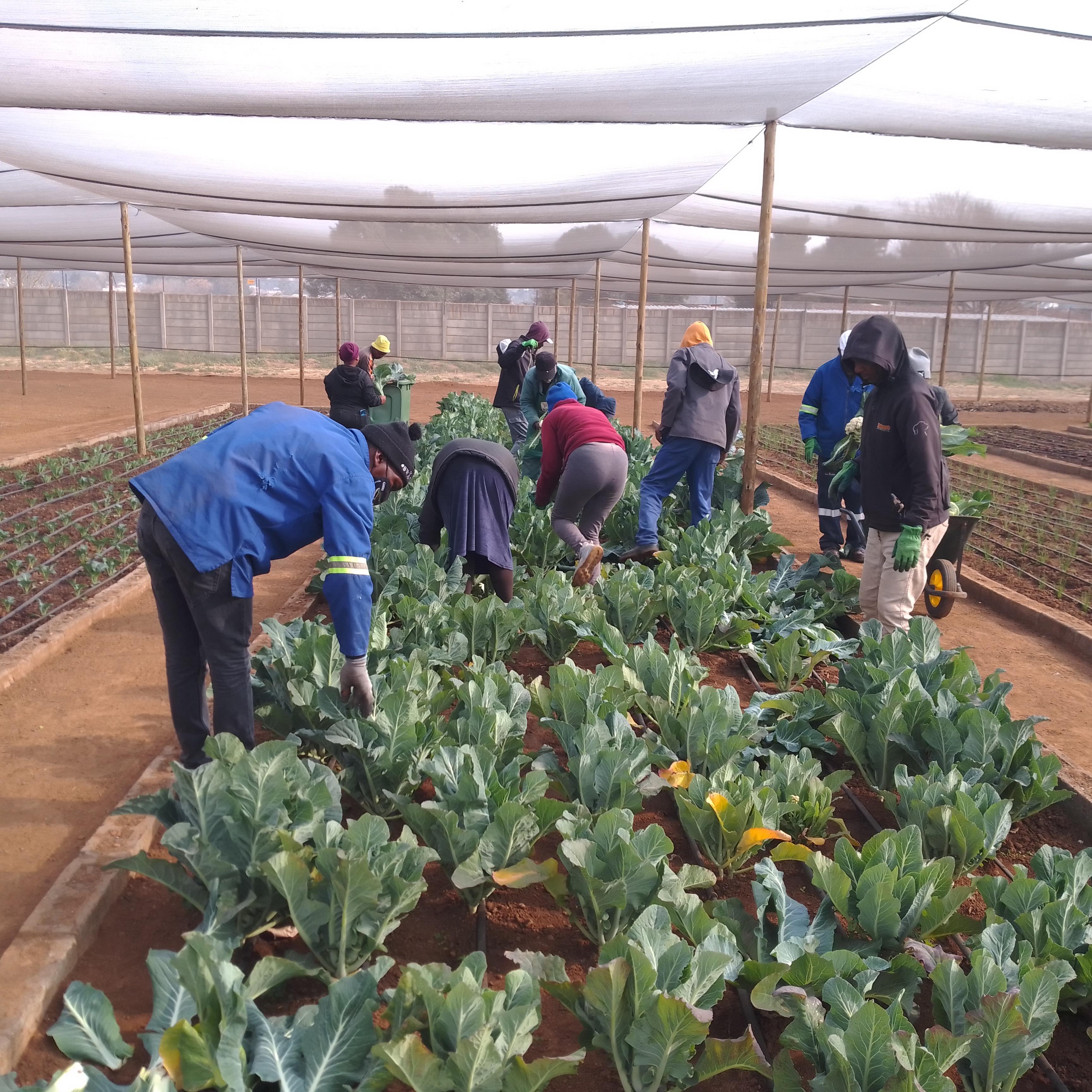Agricultural Training College Gardens