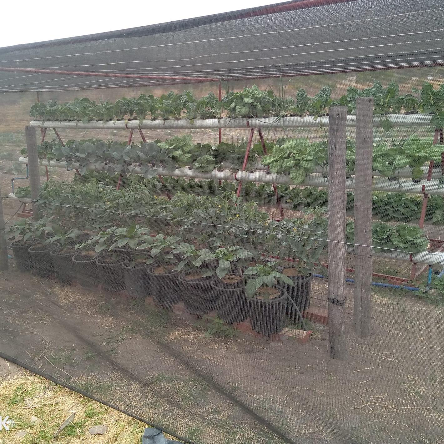 Climate-smart farming in action: Our Seke Rural shade house where vertical gardens and permaculture techniques are transforming livelihoods
