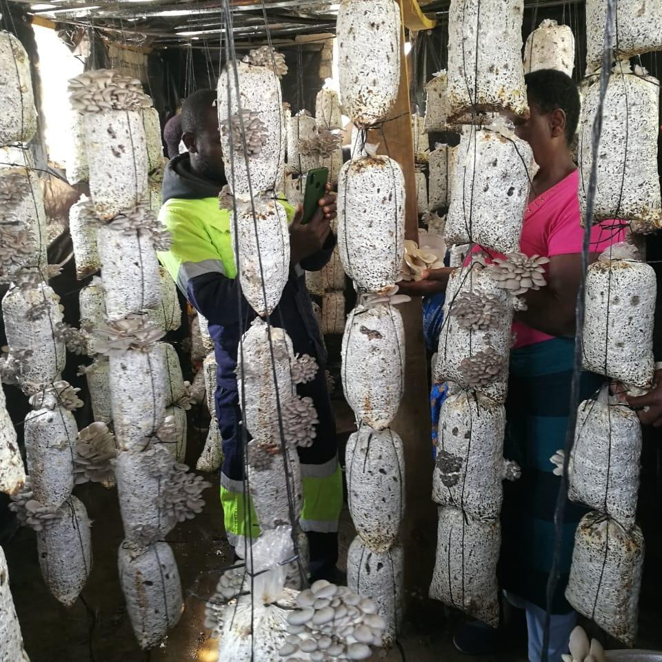 Harvesting success: Mushroom farming enterprise creating sustainable income for Seke Rural families