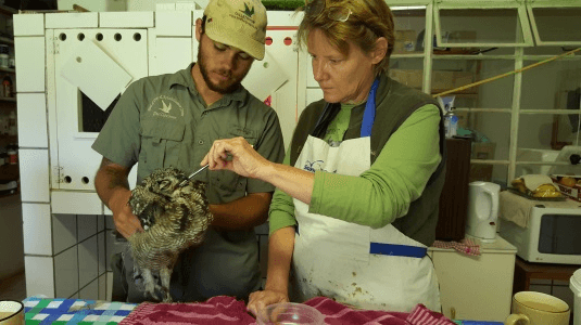 Caring for injured, orphaned and displaced indigenous wildlife