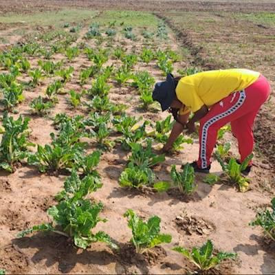 Help Kuwane Foundation by Garden tools for Vegetable farming