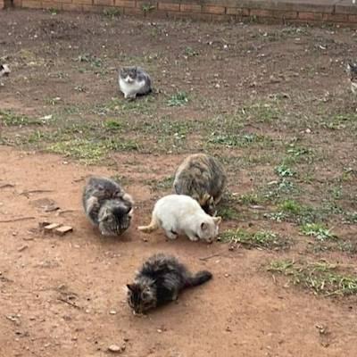 Help Feral Care Friends Middelburg NPO No 142-408 raise R10000 for food for the feral colonies