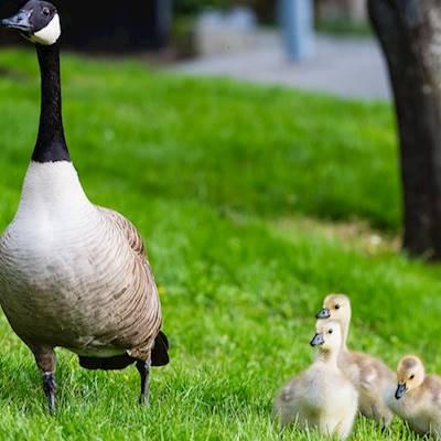 Help Ahisanang Sechaba with 6 volunteers for teaching our kids to take pictures on all our evets