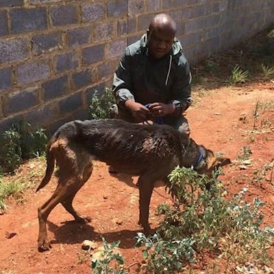 Help Johannesburg SPCA by donating any brand or flavor of pet food for all the pets in our care
