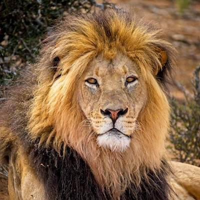 Help SANParks Honorary Rangers by donations for conservation projects in our National Parks