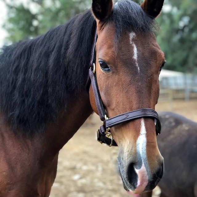 Help Cart Horse Protection Association raise R250,000 for To make up for our fundraising shortfall
