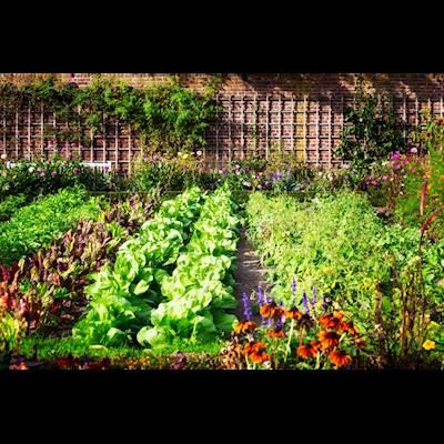 Help Amile Amazulu Foundation with 5 volunteers for assistance in planting new vegetables in our garden.