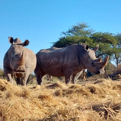 Help Food For Rhinos raise R150,000 for The Rhinos