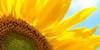 Help Iris House with 10 volunteers for MANDELA DAY: Planting new flowers in our sensory garden