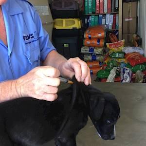 Help Plett Animal Welfare Service (PAWS) by Donating medical supplies for Treatment and primary healthcare of dogs and cats