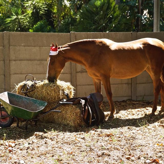 Help Iris House with 6 volunteers for Painting of Horse Paddocks and Poles