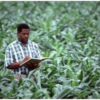 Help Sesigo Food Security and Distribution Agency with 10 volunteers for helping us create a feasible plan for gardens