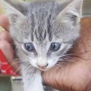 Help Ambassadors4Change by donation to the MAFIKENG SPCA for the care of animals