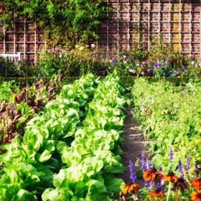 Help Faith & Hope Foundation by Donating seeds and garden tools for Our centre