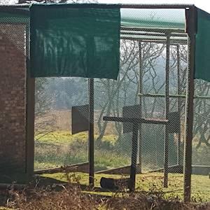 Help Dullstroom Bird of Prey and Rehabilitation Centre raise R50000 for Flight Aviary to access fitness of paitents for release