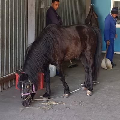 Help Cart Horse Protection Association with 5 volunteers for Events and sponsors