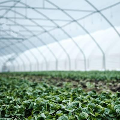 Help Child Welfare SA - Port Shepstone with 5 volunteers for greenhouse tunnels construction