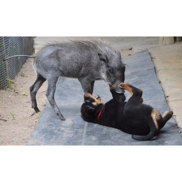 Warthog and Rothweiler relationship